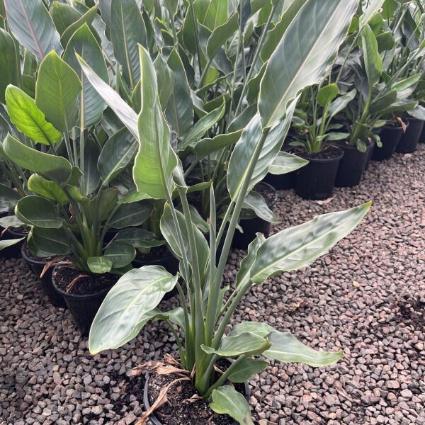 Bird Of Paradise - Strelitzia Reginae