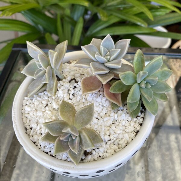 Succulent plant