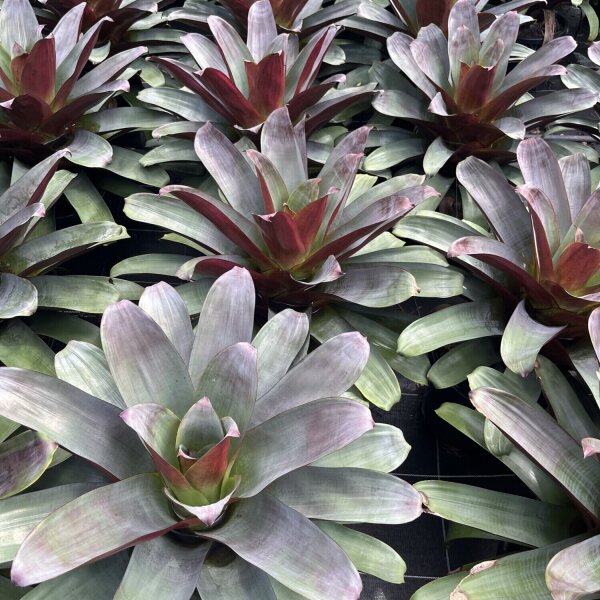 Silver Plum Bromeliads