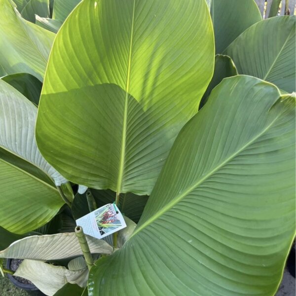 Calathea Lutea - Cuban Cigar Plant