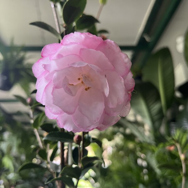 Camellias Sunshine Coast