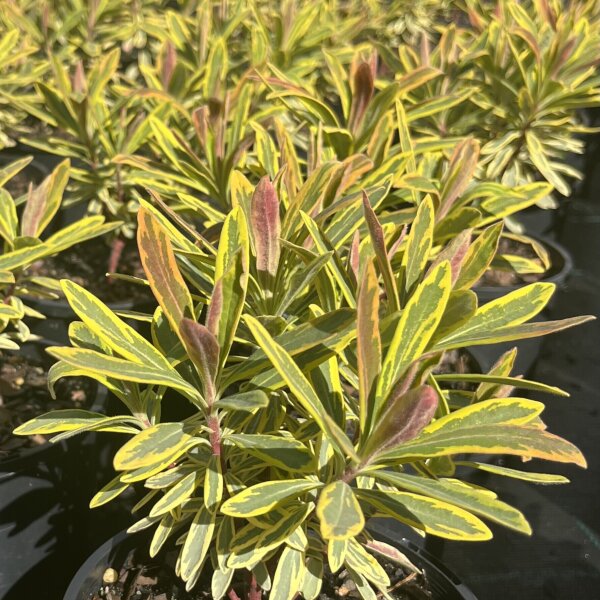 Euphorbia Plants