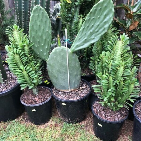 Cactus & Succulents Sunshine Coast