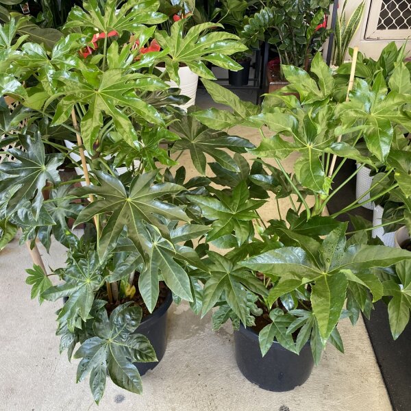 Fatsia Japonica