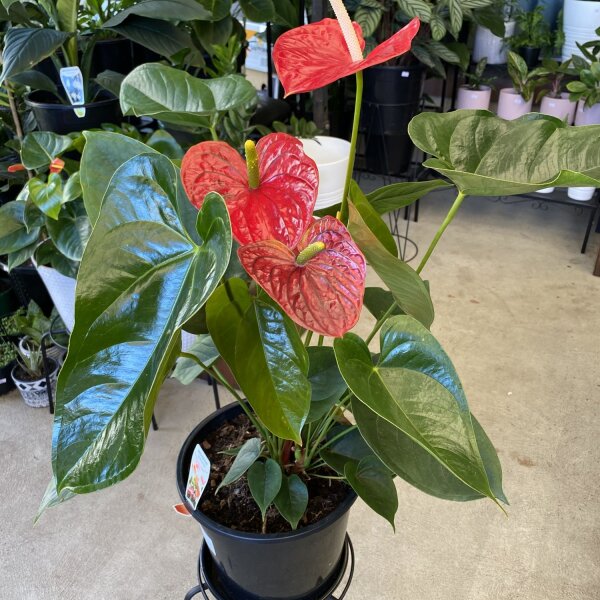 Red Anthurium in 25cm Pot