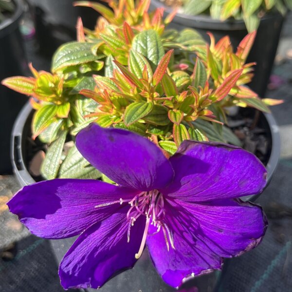 Tibouchina