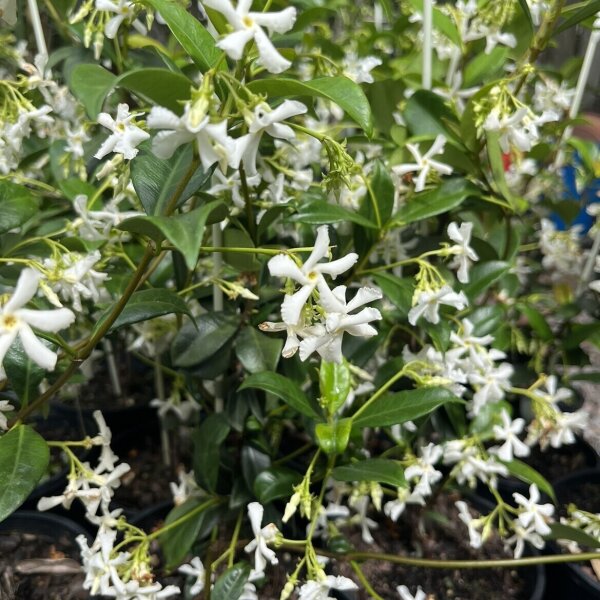 Star Jasmine Sunshine Coast