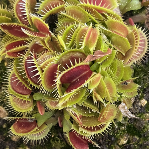 Venus Fly Trap