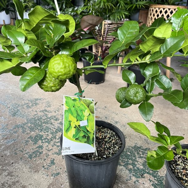 Kaffir Lime Trees