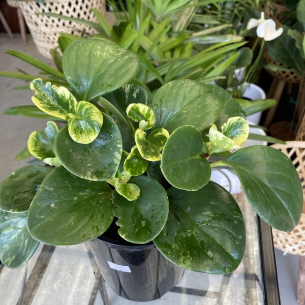Peperomia green gold