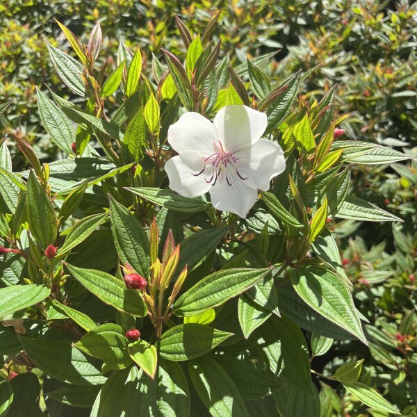 Tibouchina