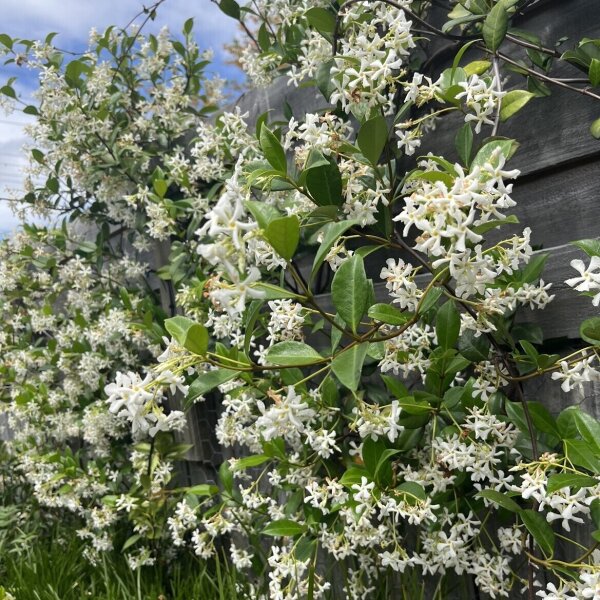 Star Jasmine Sunshine Coast