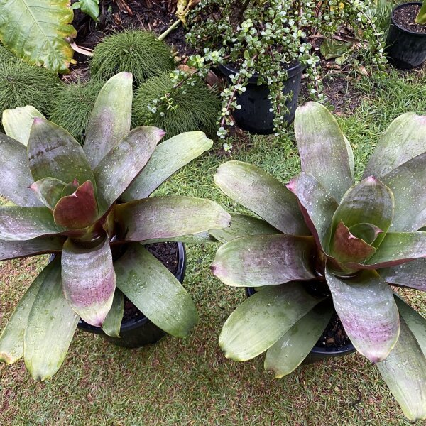 Silver Plum Bromeliads