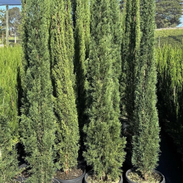 Conifers Sunshine Coast