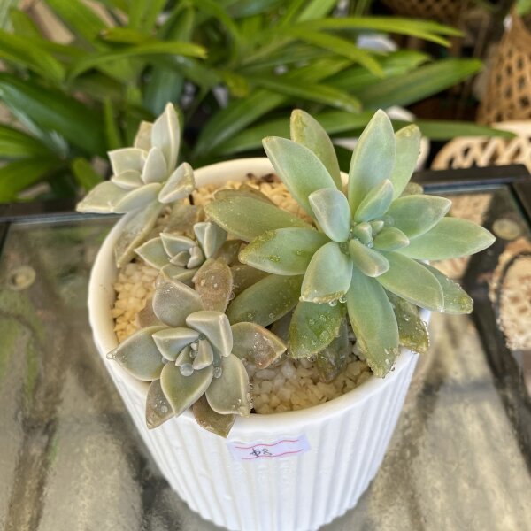 Succulent mix plants