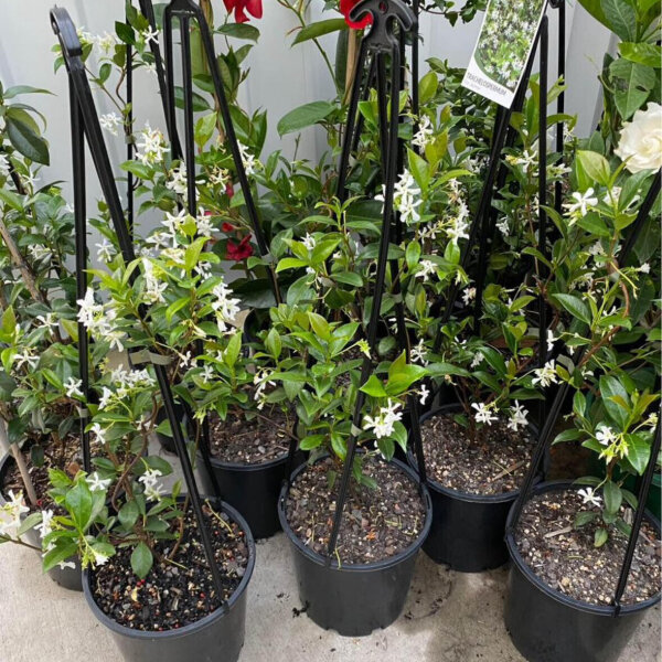 Star Jasmine Sunshine Coast