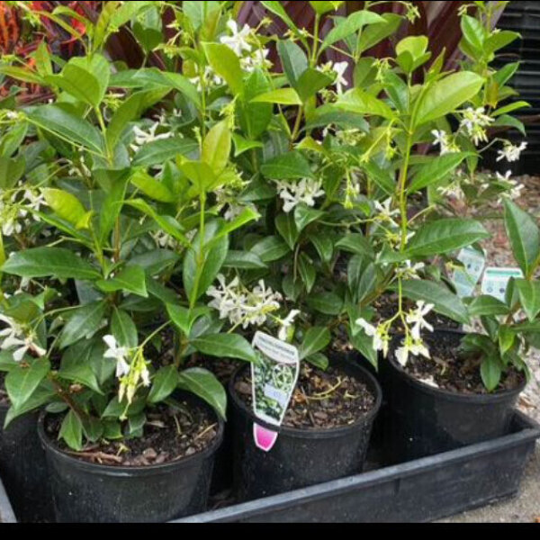 Star Jasmine Sunshine Coast