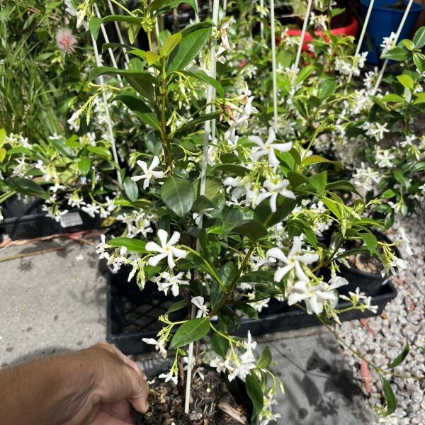 Star Jasmine Sunshine Coast