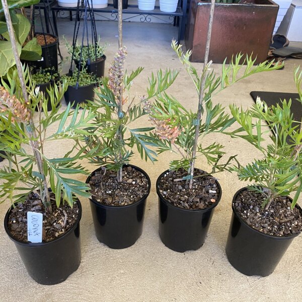 Grevillea ‘Coconut Ice’ in 14cm Pot