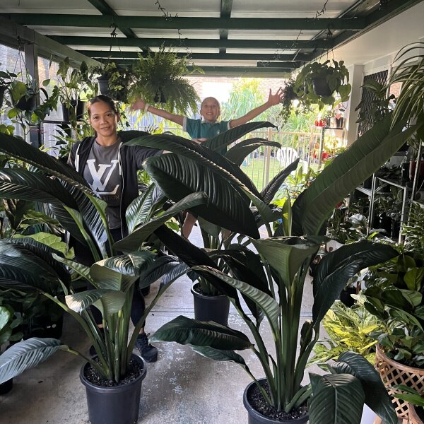 Giant Sensation Peace Lillys