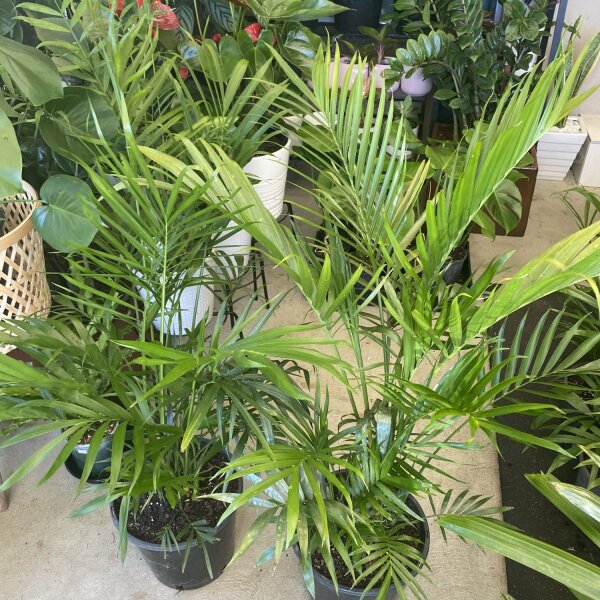 Cascade Palm Sunshine Coast