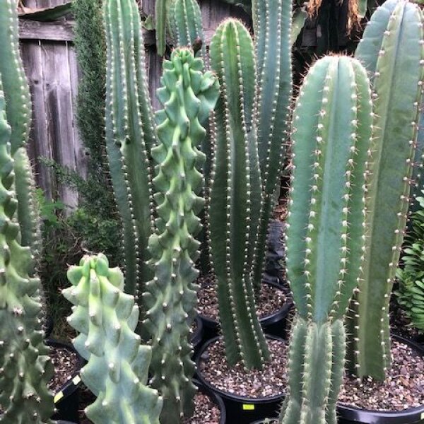 Cactus & Succulents Sunshine Coast