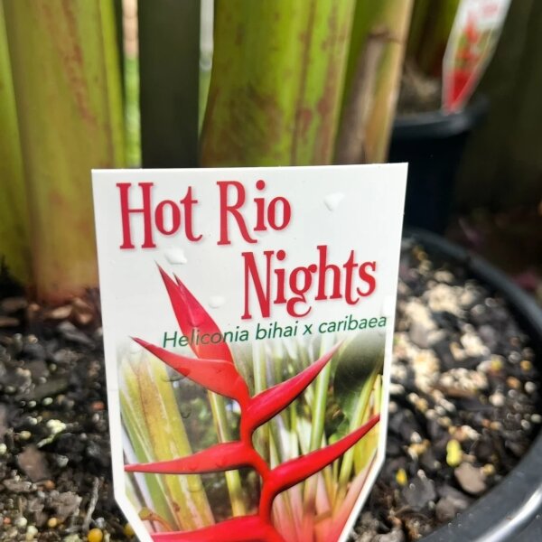Hot Rio Nights Heliconias | Sunshine Coast | Brisbane