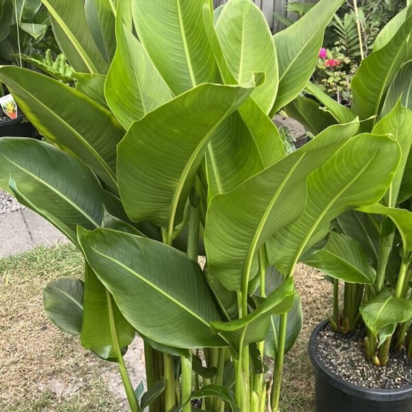 Heliconia Tropics Sunshine Coast