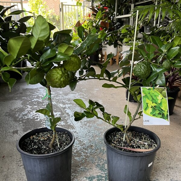 Kaffir Lime Trees