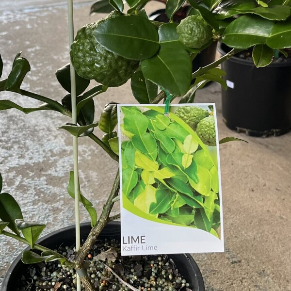 Kaffir Lime Trees