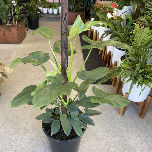 Philodendron’ Horse head Plant’