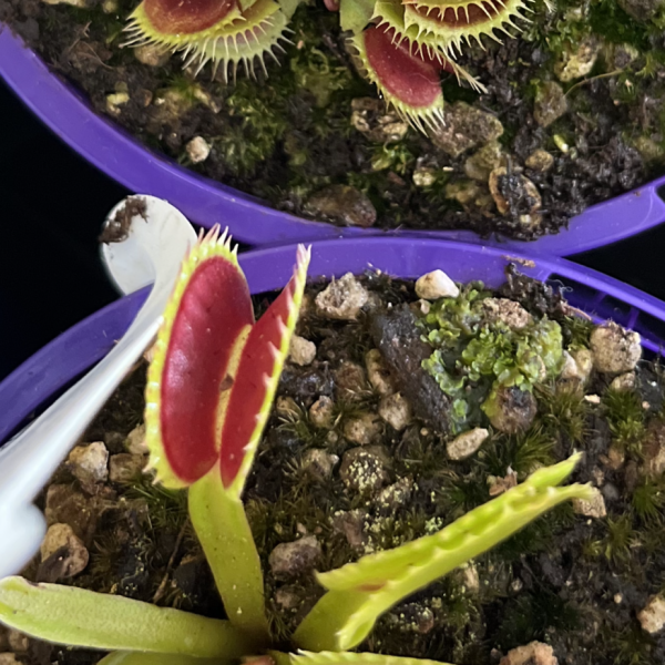 Venus Fly Trap