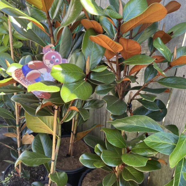 Teddy Bear Magnolia Sunshine Coast