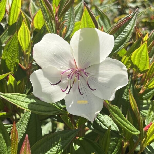 Tibouchina