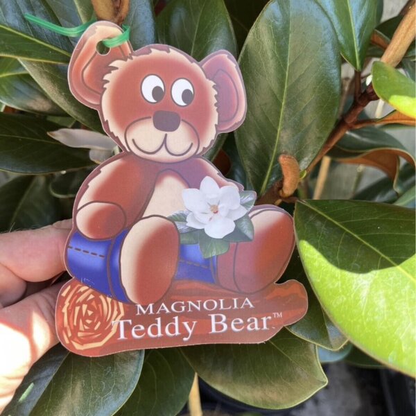 Teddy Bear Magnolia Sunshine Coast