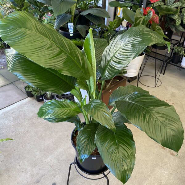 Spathipyllum - Peace Lily