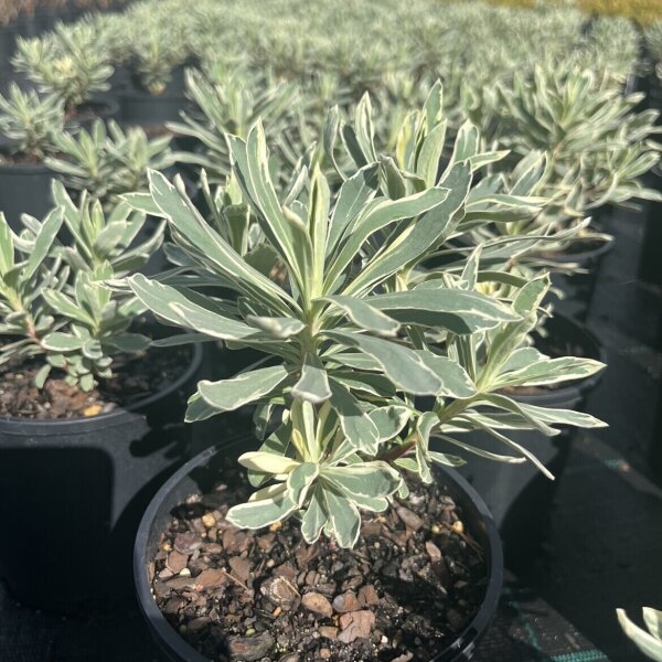 Euphorbia Plants