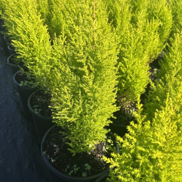 Cupressus Lemon Scent