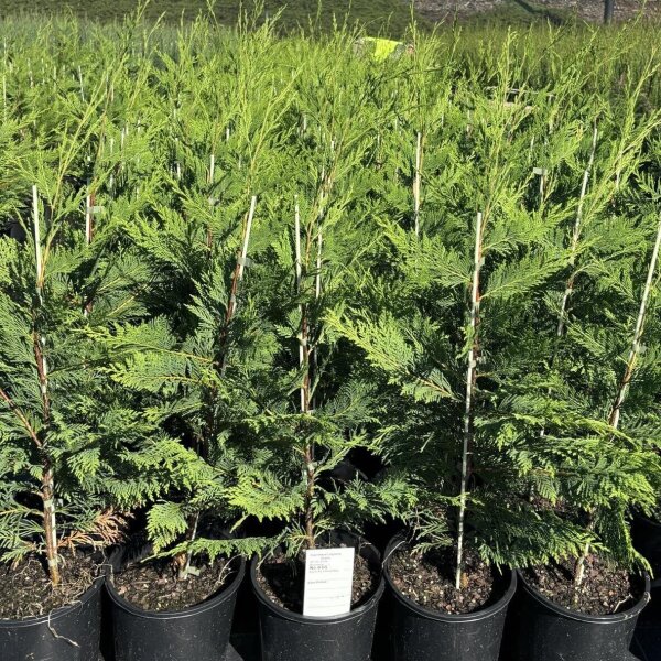 Conifers Sunshine Coast