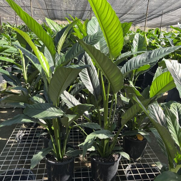 Giant Sensation Peace Lillys