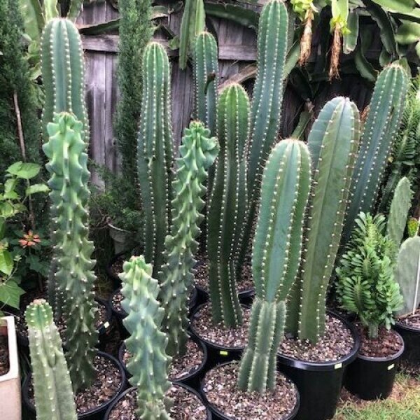 Cactus & Succulents Sunshine Coast