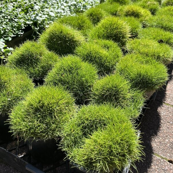 Zoysia Tenuifolia No Mow Grass