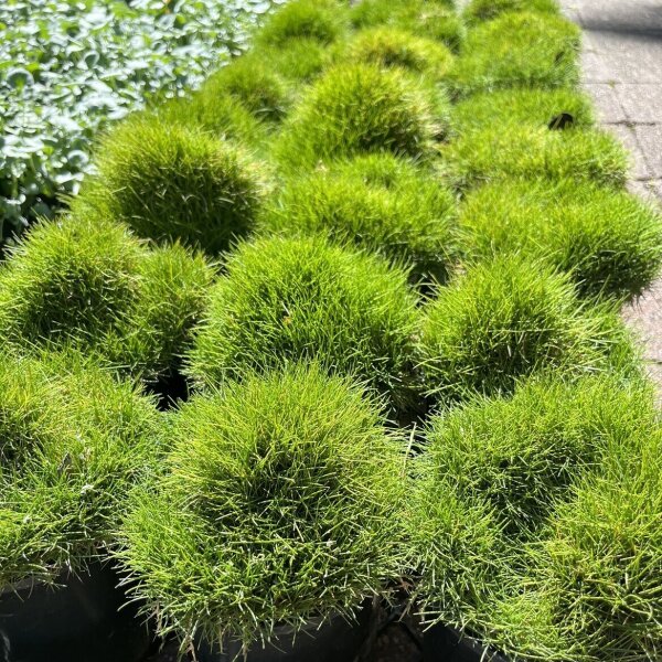 Zoysia Tenuifolia No Mow Grass