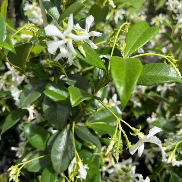 Star Jasmine Sunshine Coast