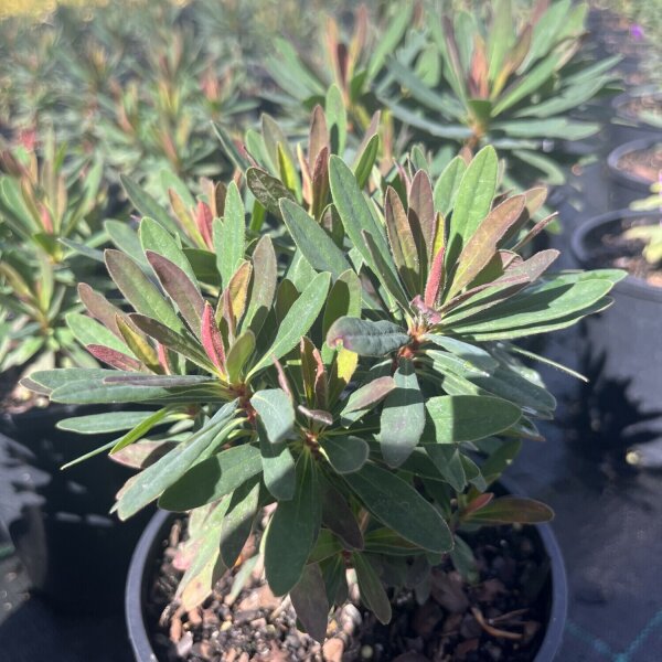 Euphorbia Plants