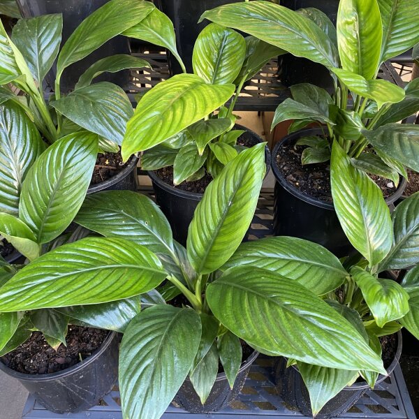 Peace Lily ‘Mini Sensation‘