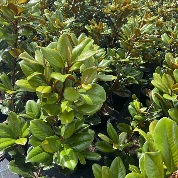 Teddy Bear Magnolia Sunshine Coast