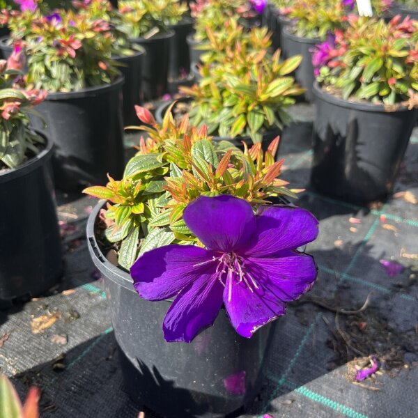 Tibouchina